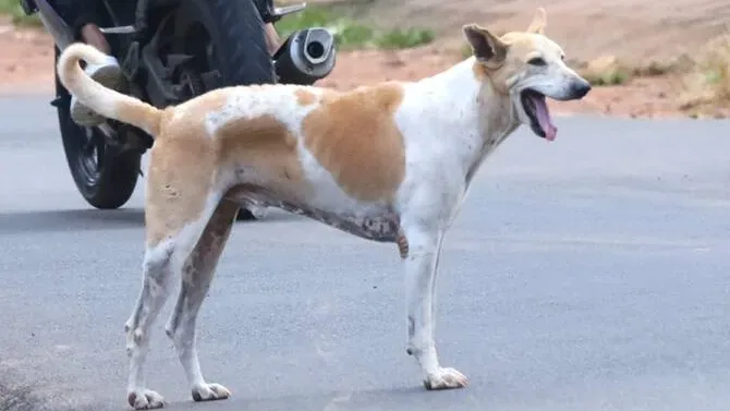 dog jpg e1704997206371