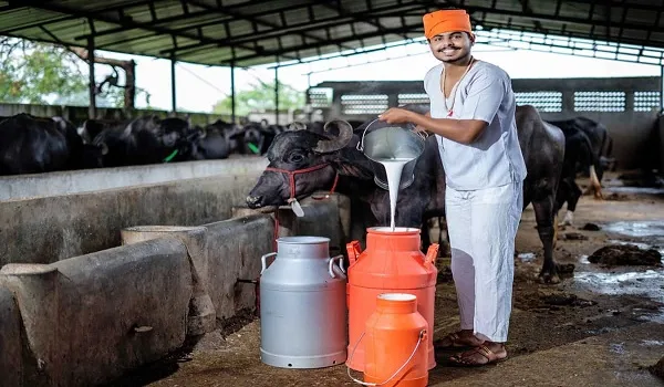 Dairy Farm jpg