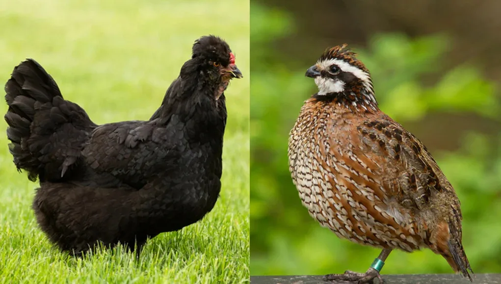 Raising Quails vs Chickens jpg