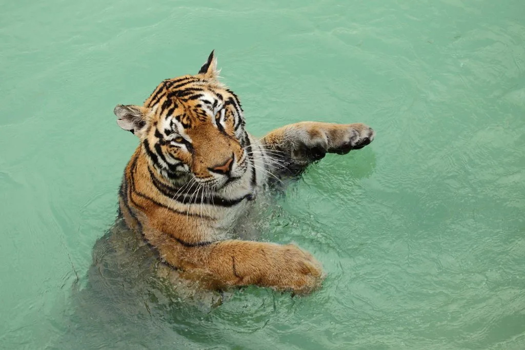 Tiger day jpg
