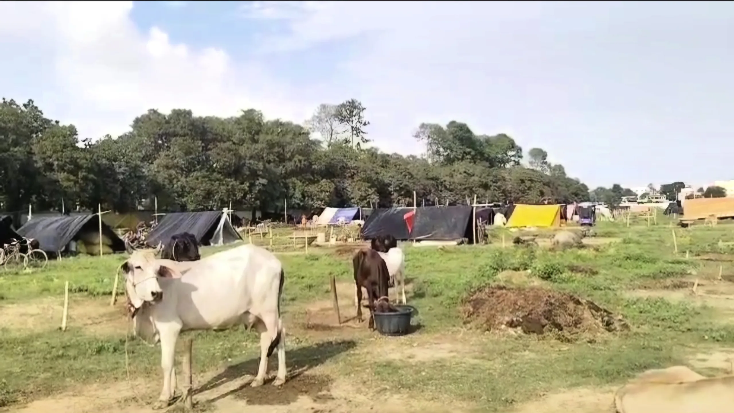 Cow scaled