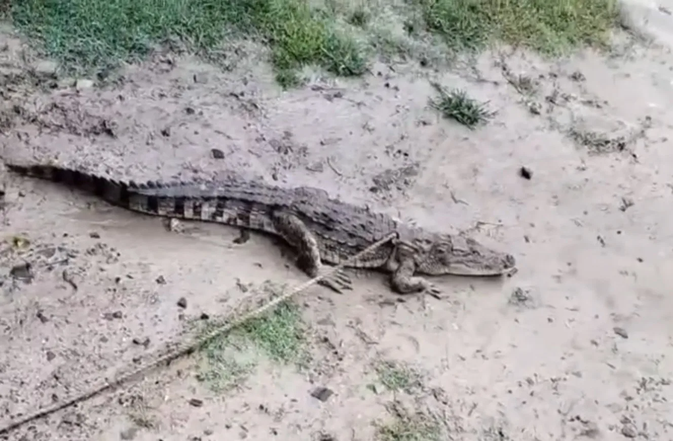 Crocodile in ekchari jpg
