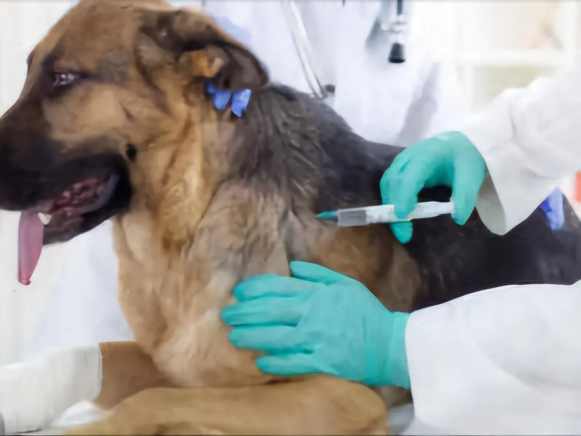 Dogs vaccination jpeg