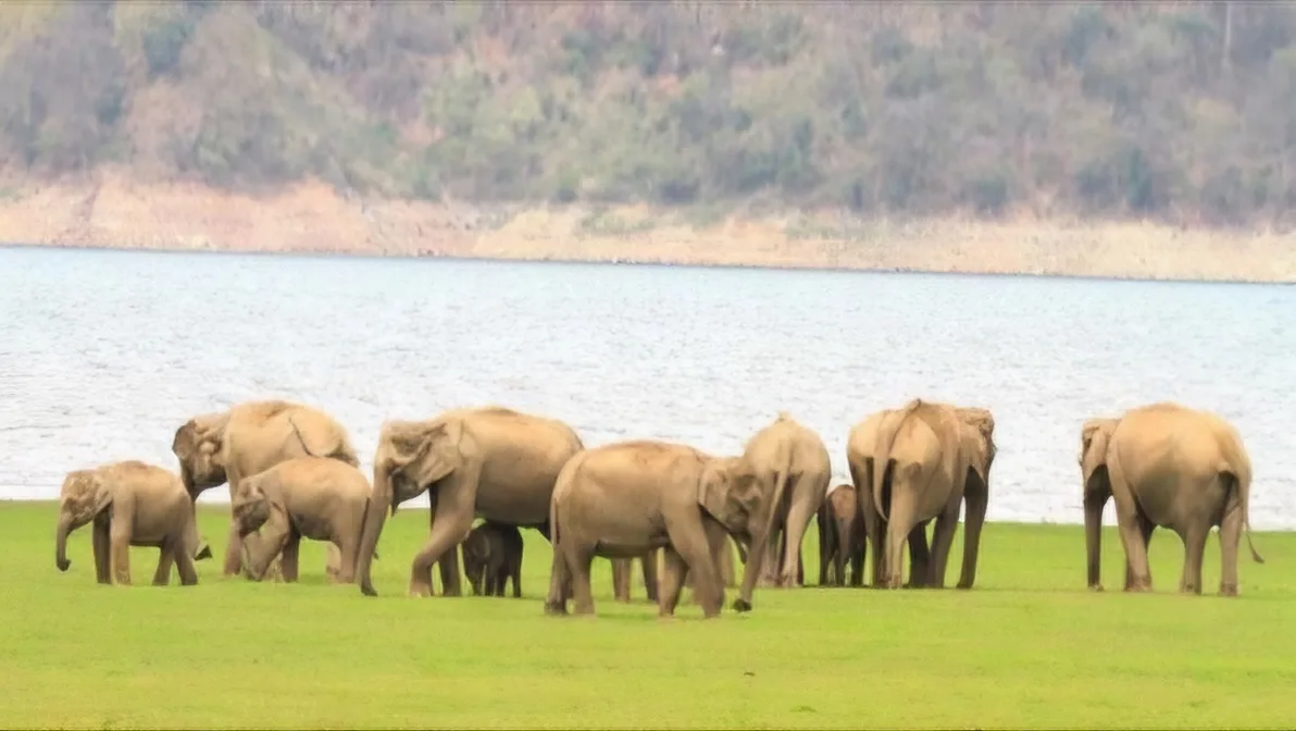 Elephants jpg