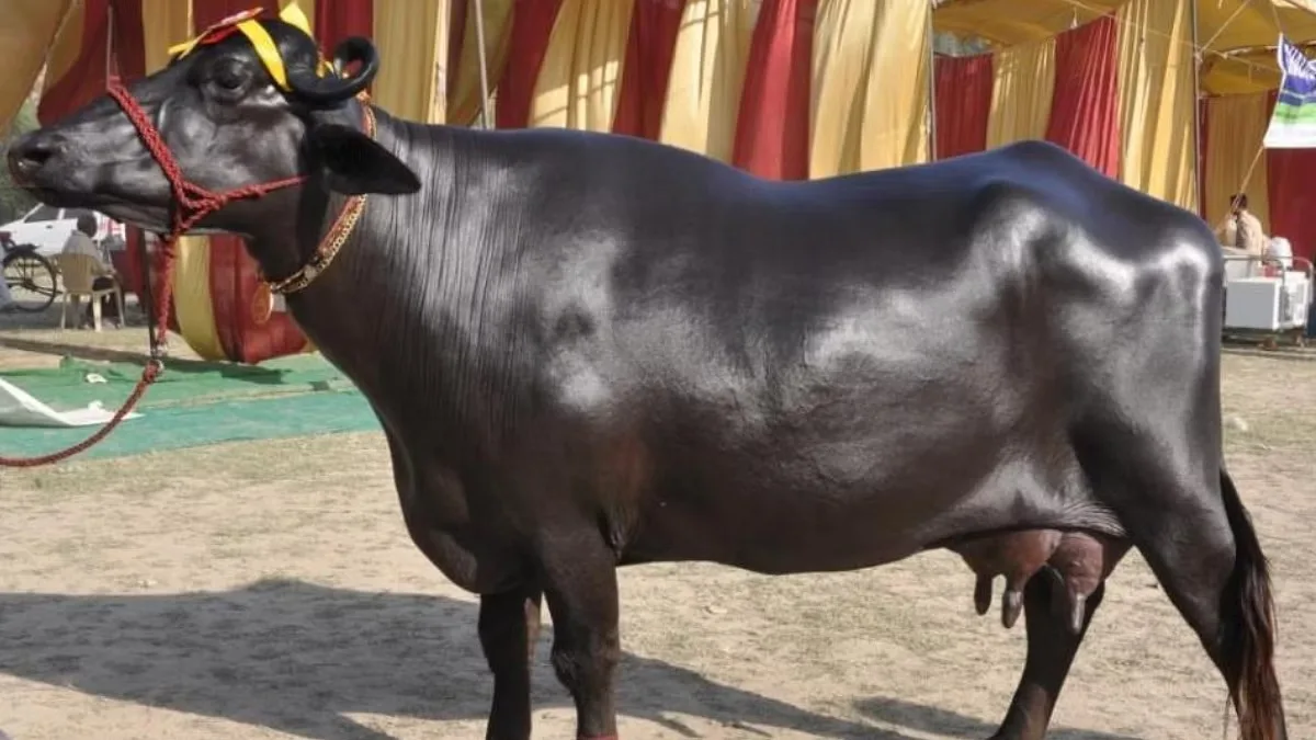 Murra Buffalo jpg