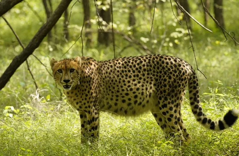 Cheetah jpeg