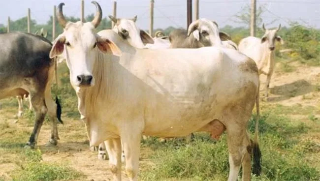 Cow jpg