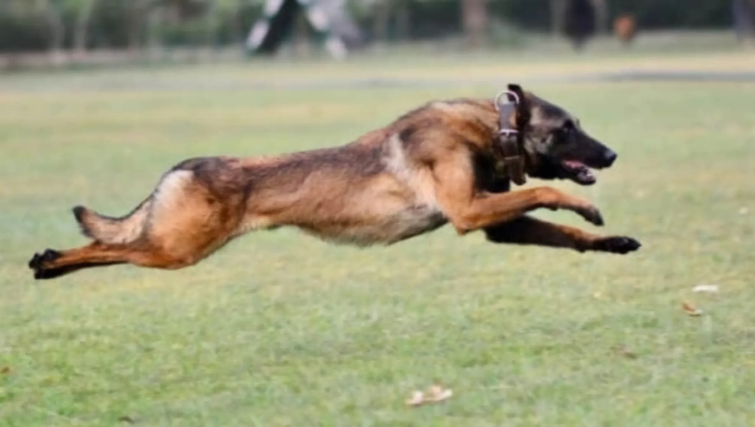 army dog phantom scaled