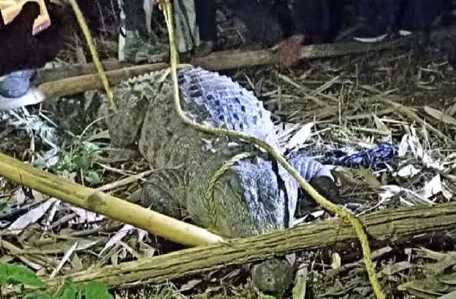 2025 1image 12 20 148032412croco