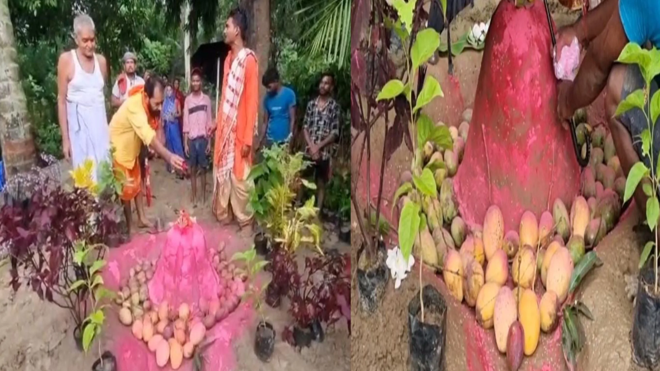 “ऑपरेशन सिंदूर” की तर्ज पर “सिंदूर आम” बना किसानों की आशा की नई किरण