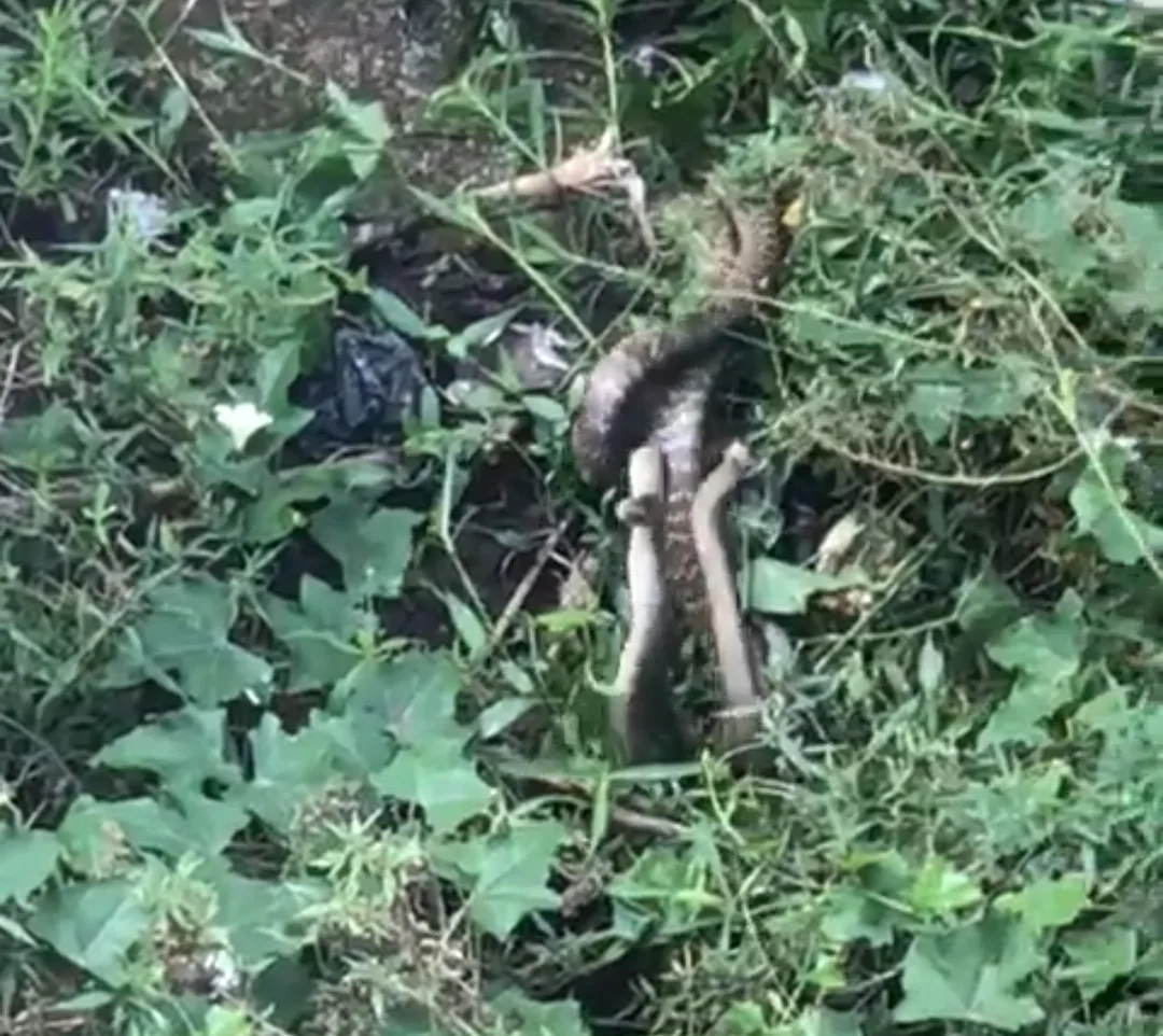 Screenshot 2025 07 12 23 32 25 502 com.whatsapp edit