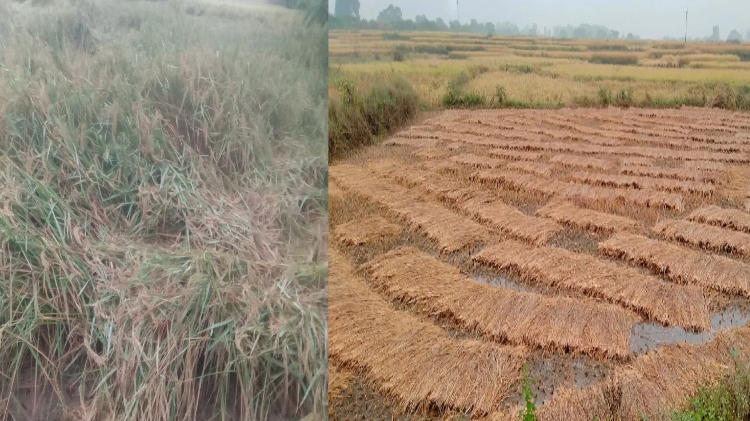 मोंथा चक्रवात का असर: बिहार में तीन दिनों से लगातार बारिश और तेज हवा, नेताओं की 23 चुनावी सभाएं रद्द, धान की फसल बर्बाद