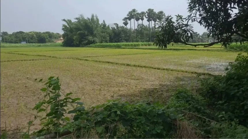 बिहार के 12 जिलों के किसानों को बड़ी राहत: फसल क्षति पर मिलेगी इनपुट सब्सिडी, 2 दिसंबर तक करें ऑनलाइन पंजीकरण