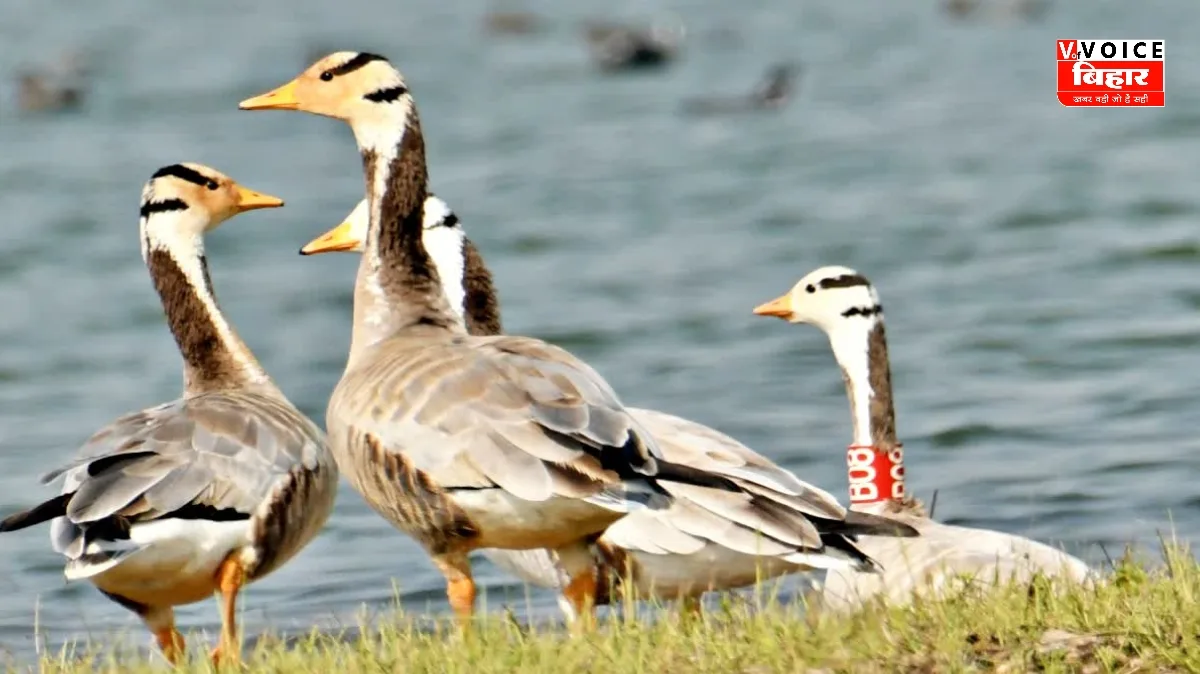 जमुई का नागी-नकटी अभयारण्य प्रवासी पक्षियों का पसंदीदा ठिकाना, मंगोलिया से B08 कॉलर वाला राजहंस फिर लौटा
