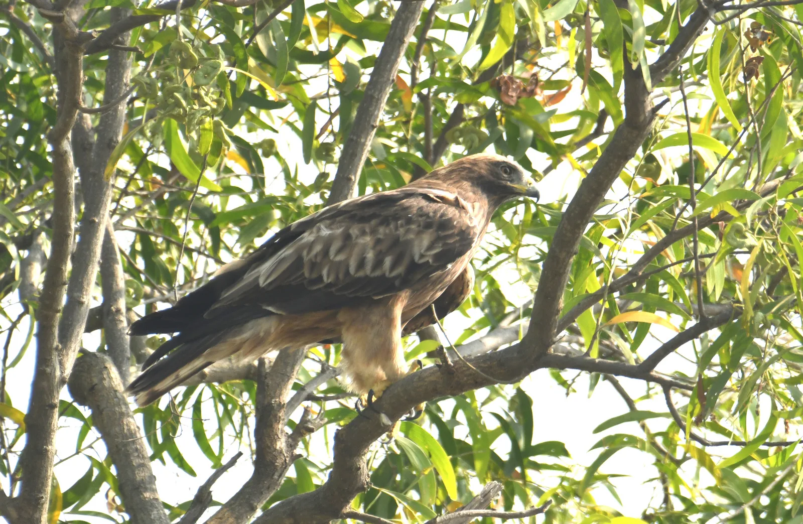 bh jam 01 ramsar sait nagi nakti me 5000 pakshi bh10008 06122025163343 0612f 1765019023 1055