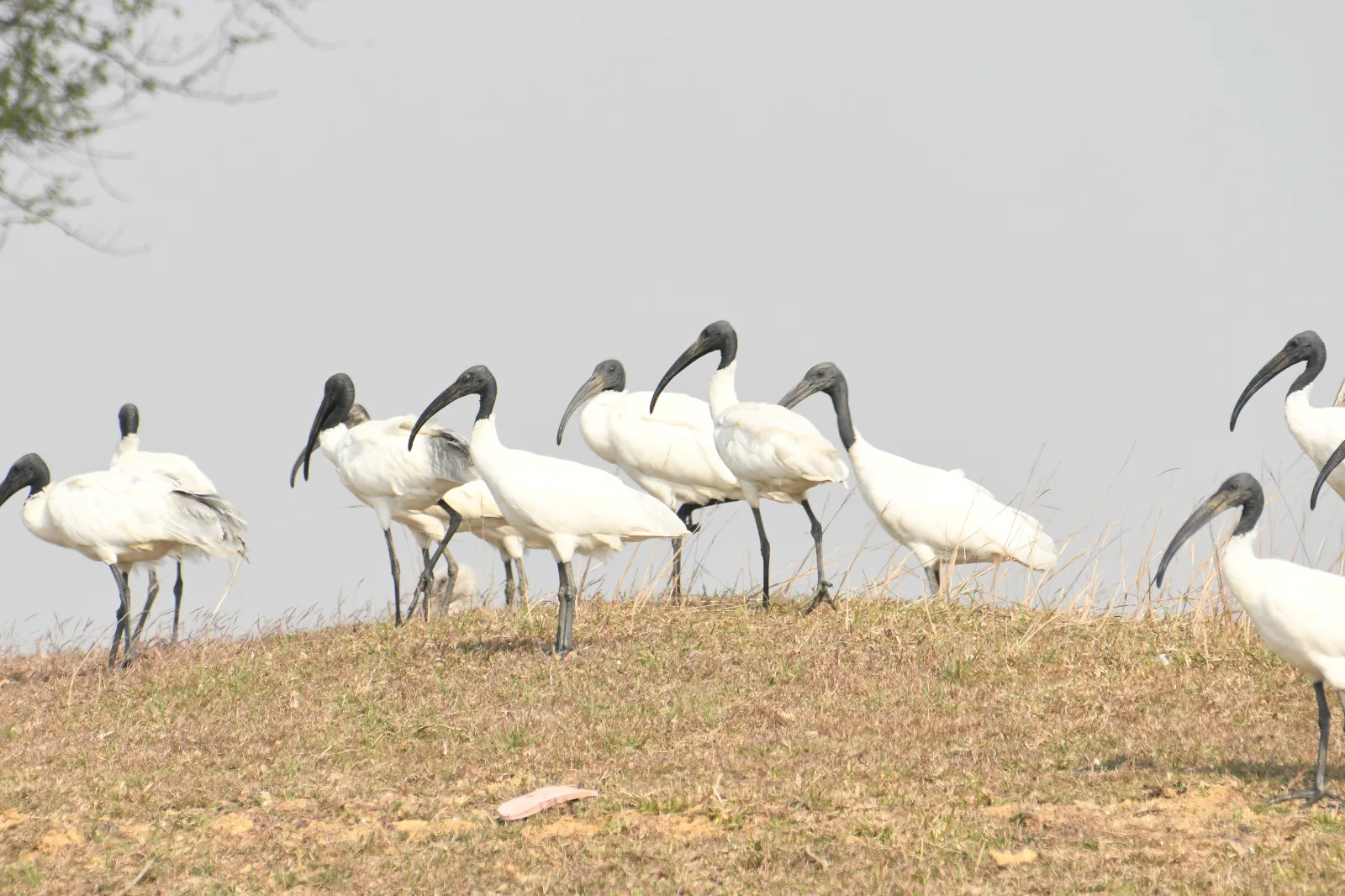 bh jam 01 ramsar sait nagi nakti me 5000 pakshi bh10008 06122025163343 0612f 1765019023 419