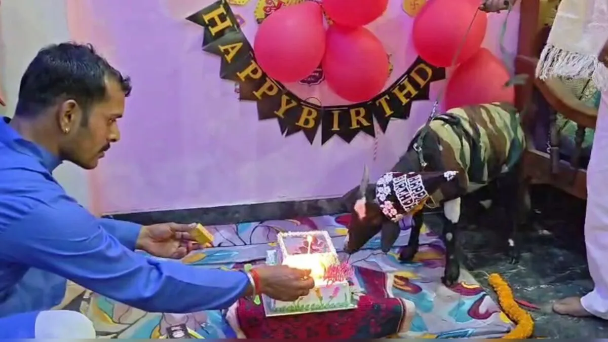 जमुई में अनोखा जन्मदिन: बेटे की याद में परिवार ने पालतू बकरी का केक काटकर मनाया बर्थडे 1 जमुई में अनोखा जन्मदिन: बेटे की याद में परिवार ने पालतू बकरी का केक काटकर मनाया बर्थडे