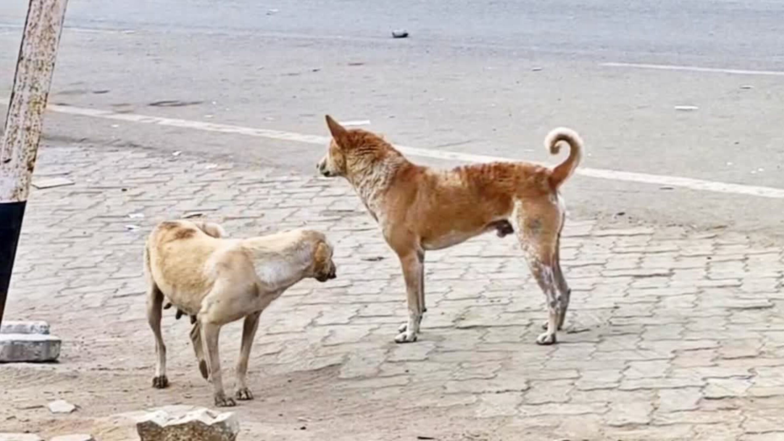 नवादा में लावारिस कुत्तों के लिए फीडिंग प्वाइंट, सुरक्षा और टीकाकरण का अभियान शुरू