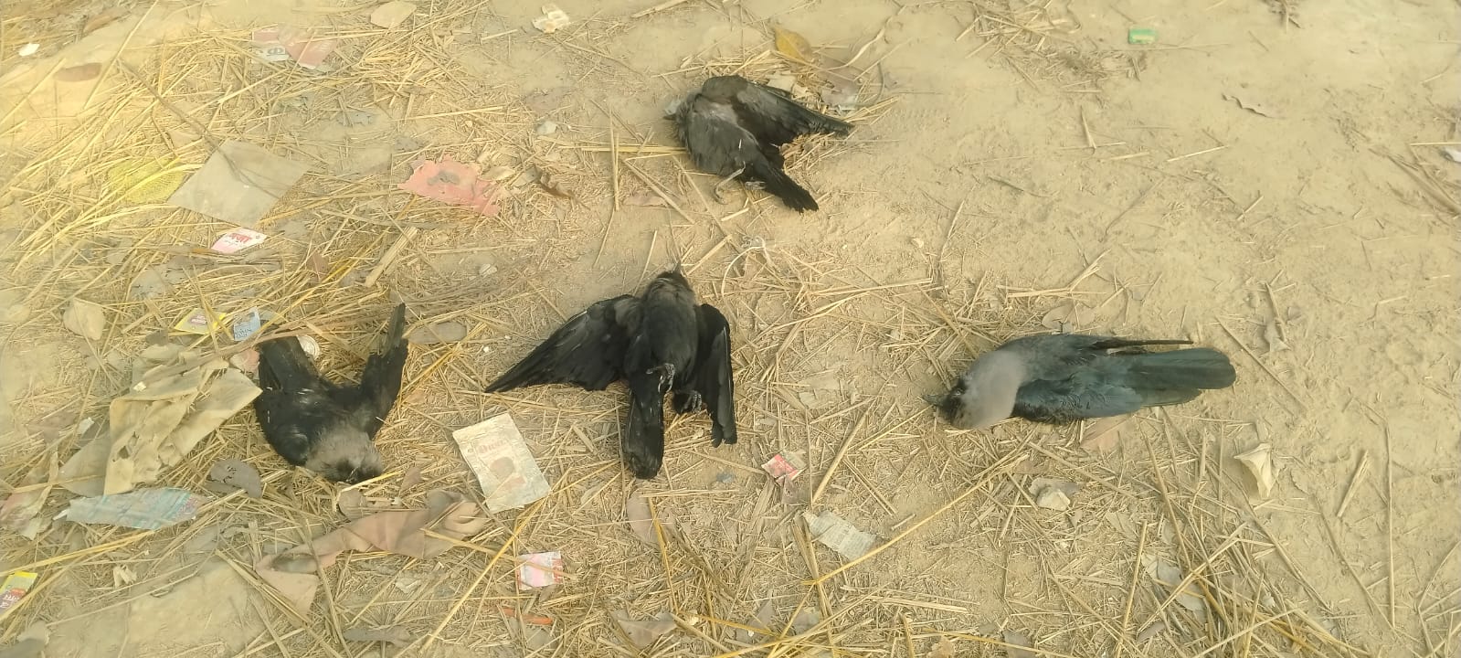 मैनाटाड़ में रहस्यमय तरीके से कौओं की मौत, बर्ड फ्लू की आशंका