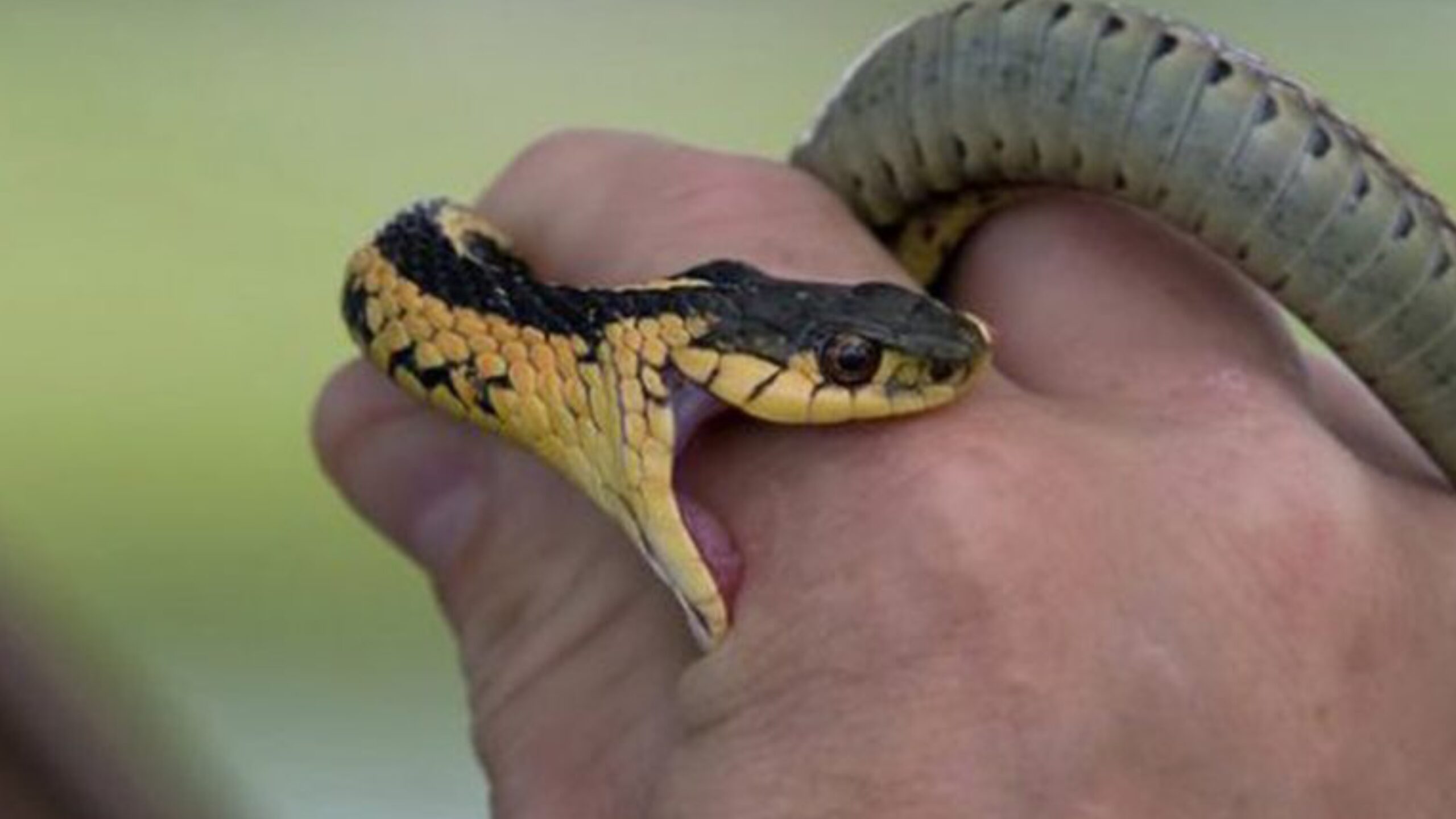 बिहार में सर्पदंश से मौत पर मुआवजा 10 लाख करने का निर्देश, विधानसभा अध्यक्ष का बड़ा बयान