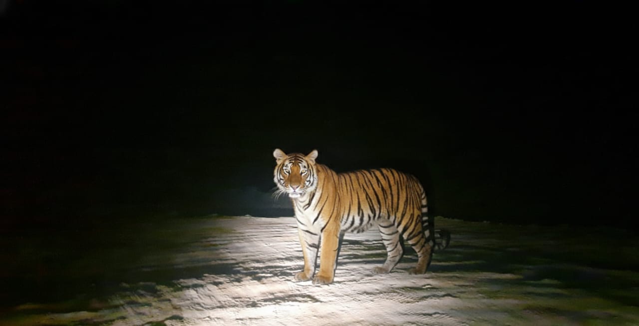 गया में दहशत: वाराणसी-कोलकाता एक्सप्रेसवे साइट पर दिखा बाघ; वन विभाग की टीम कर रही गश्ती, ग्रामीणों को अलर्ट रहने का निर्देश