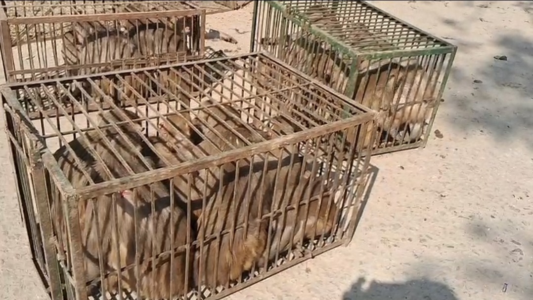 बक्सर में बंदरों की ‘विदाई’: 8000 लंगूर-बंदर पिंजरे में कैद; मथुरा की टीम ने पकड़ा, अब रोहतास के जंगलों में रहेंगे