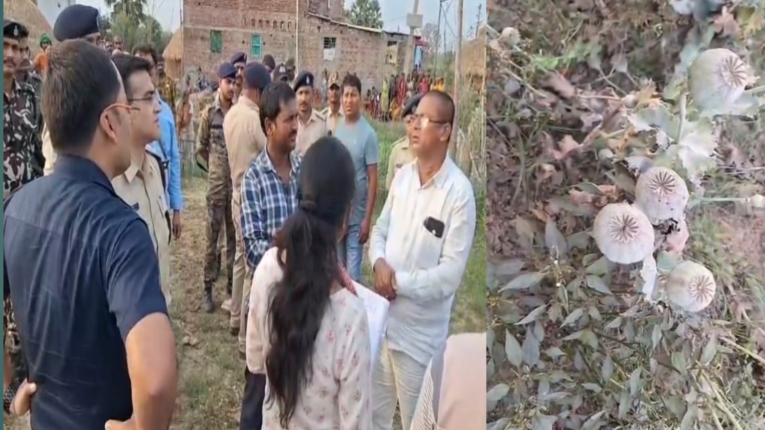 लखीसराय के कोली गांव में लहलहा रही थी अफीम की फसल; SDM-SDPO ने खुद काटी फसल, इलाके में हड़कंप