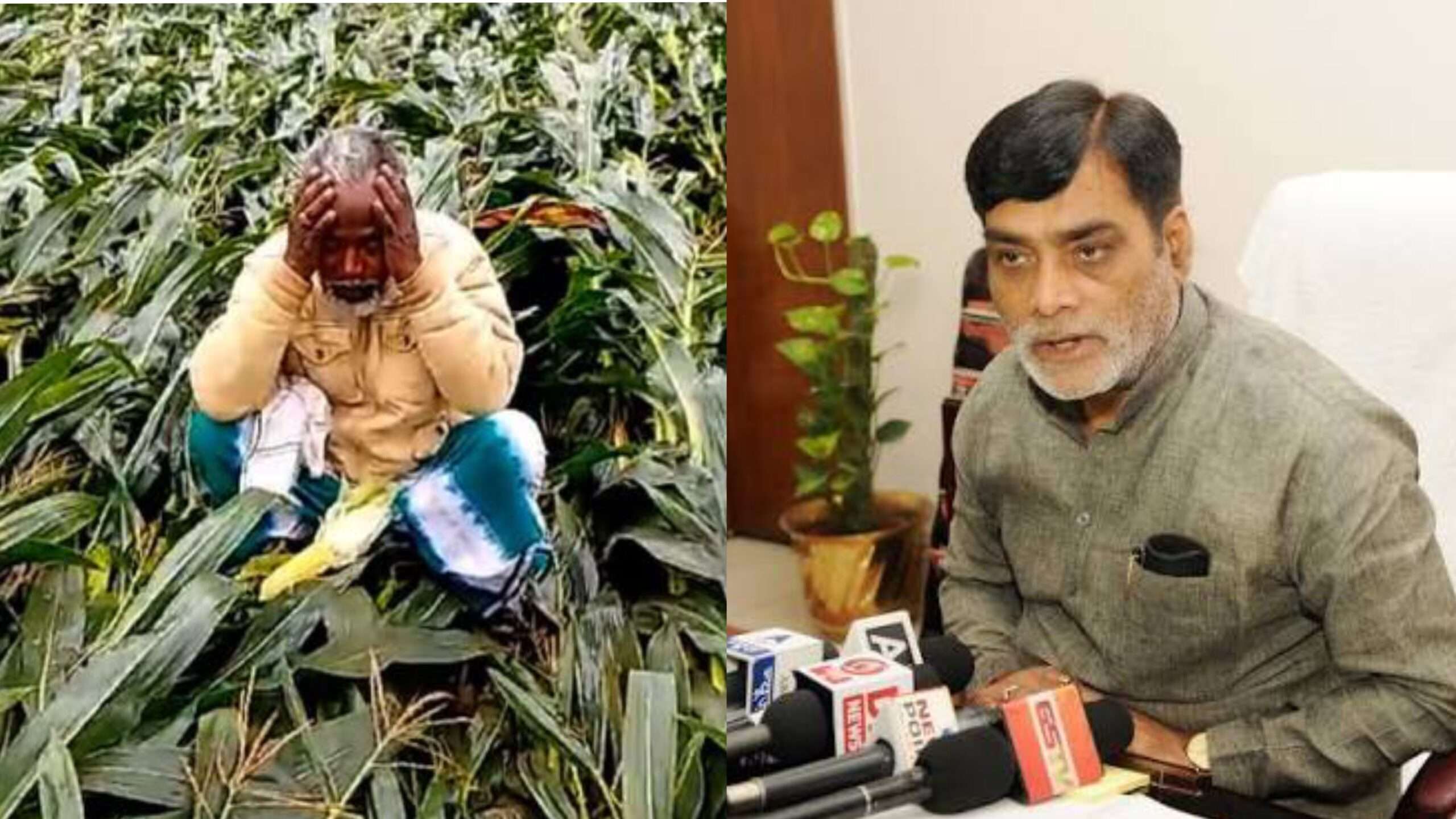 बिहार में आँधी-बारिश से फसल नुकसान, कृषि मंत्री ने दिए त्वरित आकलन के निर्देश