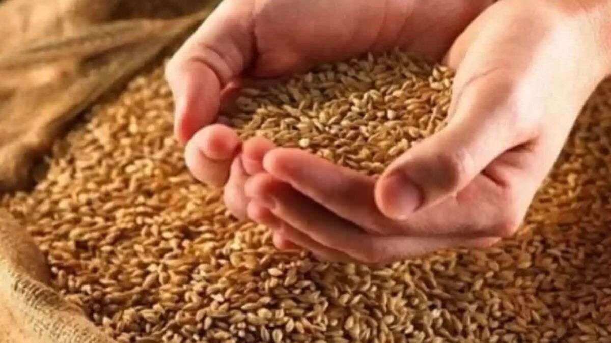 बिहार में गेहूं की खरीदारी 1 अप्रैल से, MSP पर मिलेगी उचित कीमत