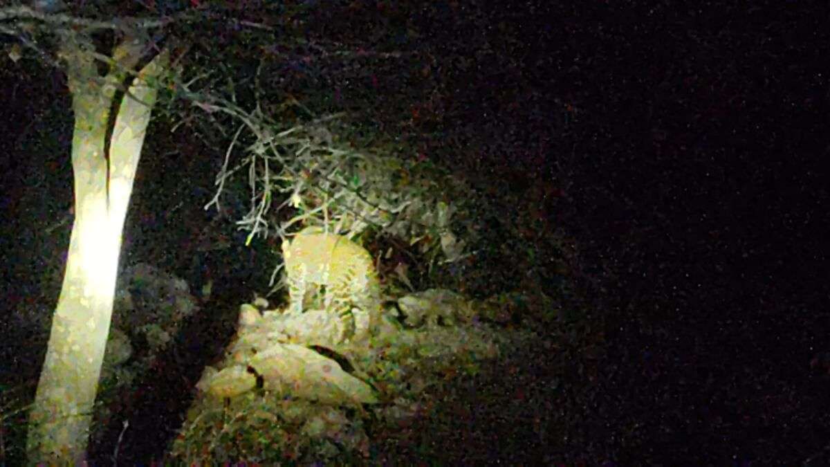 कैमूर की पहाड़ियों में ‘हिंसक’ आहट: मुसहरवा बाबा घाटी में दिखा चीता, खौफ के साये में अधौरा-मुख्यालय मार्ग; थानाध्यक्ष की टॉर्च की रोशनी में दुबका वन्य जीव, वन विभाग ने दी बड़ी चेतावनी
