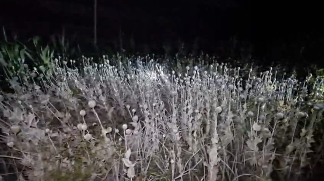 गोपालगंज में ‘नशे की खेती’ का भंडाफोड़! खेतों में लहलहा रही थी लाखों की अफीम; पुलिस ने रौंद डाली ‘मौत की नर्सरी’