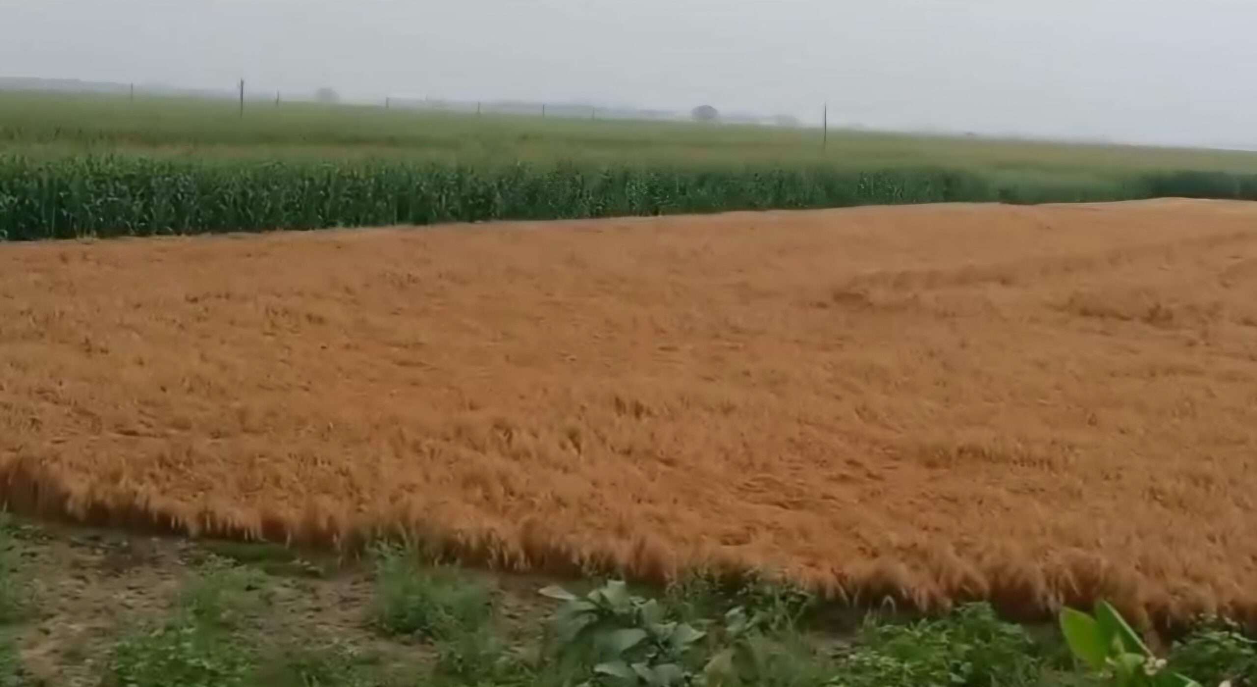 भागलपुर के दियारा क्षेत्र में मौसम की मार: मक्का-गेहूं की फसल बर्बाद, किसानों ने उठाई मुआवजे की मांग