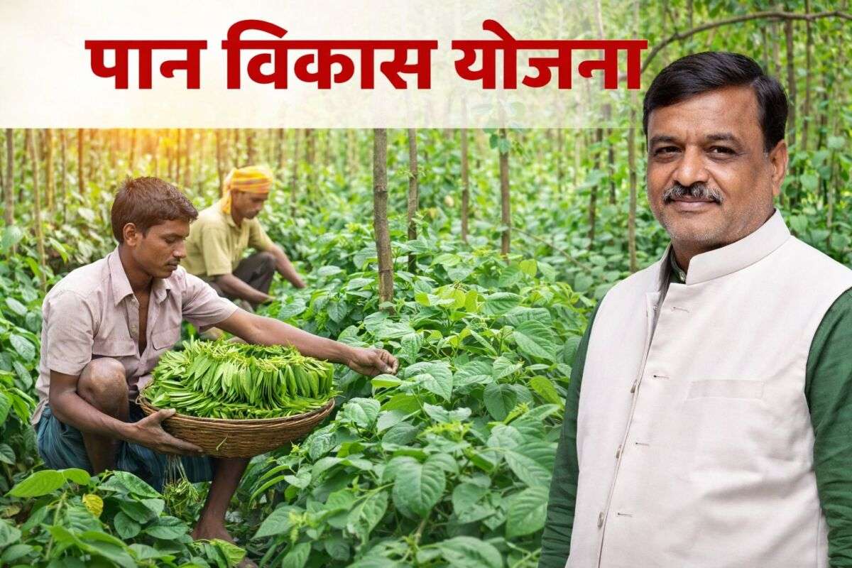 पान विकास योजना से बदलेगी किसानों की तस्वीर: आय बढ़ाने और आधुनिक खेती पर जोर, 20 अप्रैल तक करें आवेदन
