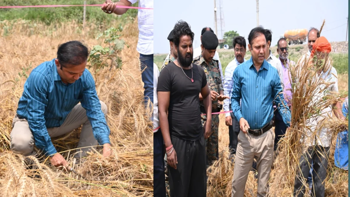 सबौर में गेहूं कटनी प्रयोग: डीएम ने जांची पैदावार, प्रति हेक्टेयर 46.8 क्विंटल उपज का अनुमान