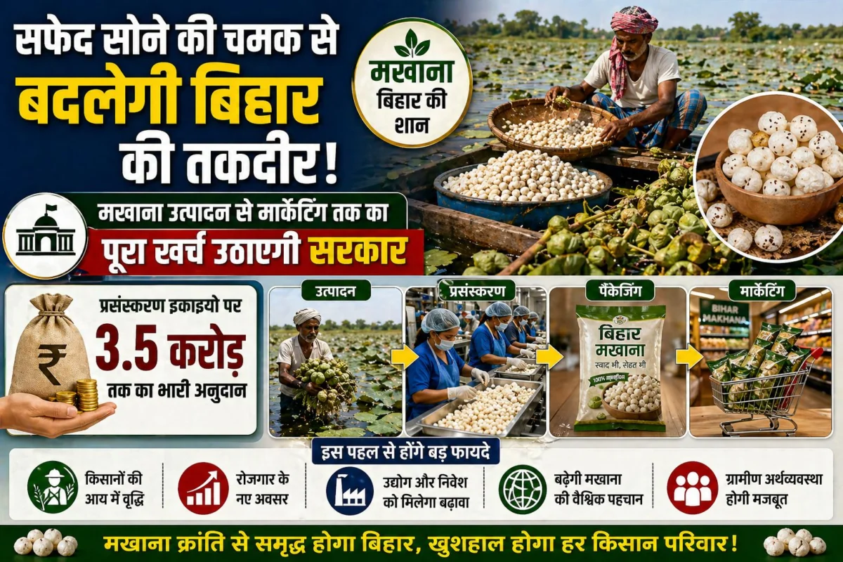 सफेद सोने की चमक से बदलेगी बिहार की तकदीर: मखाना उत्पादन से मार्केटिंग तक का पूरा खर्च उठाएगी सरकार; प्रसंस्करण इकाइयों पर 3.5 करोड़ तक का भारी अनुदान