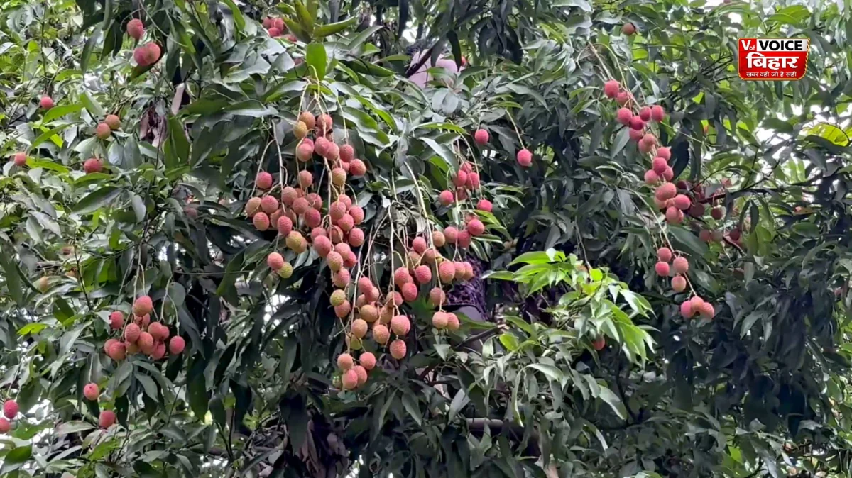 मुजफ्फरपुर में विकसित हुई लीची की नई वैरायटी, अब जुलाई तक मिलेगा स्वाद 1 मुजफ्फरपुर में विकसित हुई लीची की नई वैरायटी, अब जुलाई तक मिलेगा स्वाद