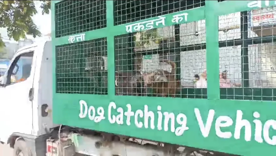 नवादा में आवारा कुत्तों पर नियंत्रण के लिए विशेष अभियान, टीकाकरण और नसबंदी का काम तेज