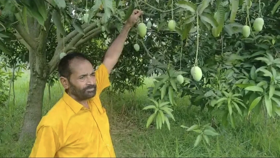 राष्ट्रपति भवन से प्रधानमंत्री कार्यालय तक पहुंचेगा भागलपुर का जर्दालू आम, 20 वर्षों से कायम है मिठास और भरोसे की परंपरा 1 राष्ट्रपति भवन से प्रधानमंत्री कार्यालय तक पहुंचेगा भागलपुर का जर्दालू आम, 20 वर्षों से कायम है मिठास और भरोसे की परंपरा
