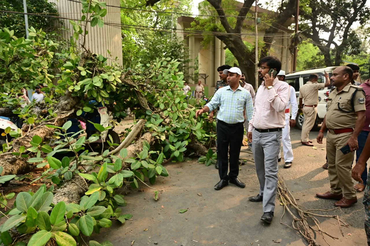 भागलपुर में पुलिस लाइन के पास सड़क पर गिरा विशाल पेड़, महिला घायल, टोटो क्षतिग्रस्त; सूचना मिलते ही मौके पर पहुंचे जिलाधिकारी 1 भागलपुर में पुलिस लाइन के पास सड़क पर गिरा विशाल पेड़, महिला घायल, टोटो क्षतिग्रस्त; सूचना मिलते ही मौके पर पहुंचे जिलाधिकारी