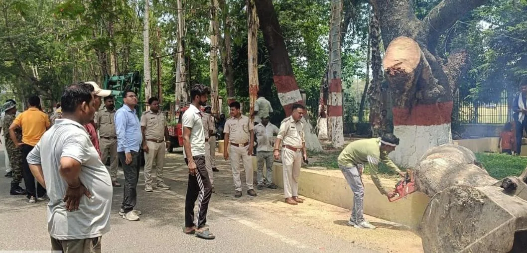 आंधी-बारिश से पहले भागलपुर में वन विभाग का बड़ा अभियान, सड़क किनारे सूखे और खतरनाक पेड़ों की कटाई शुरू