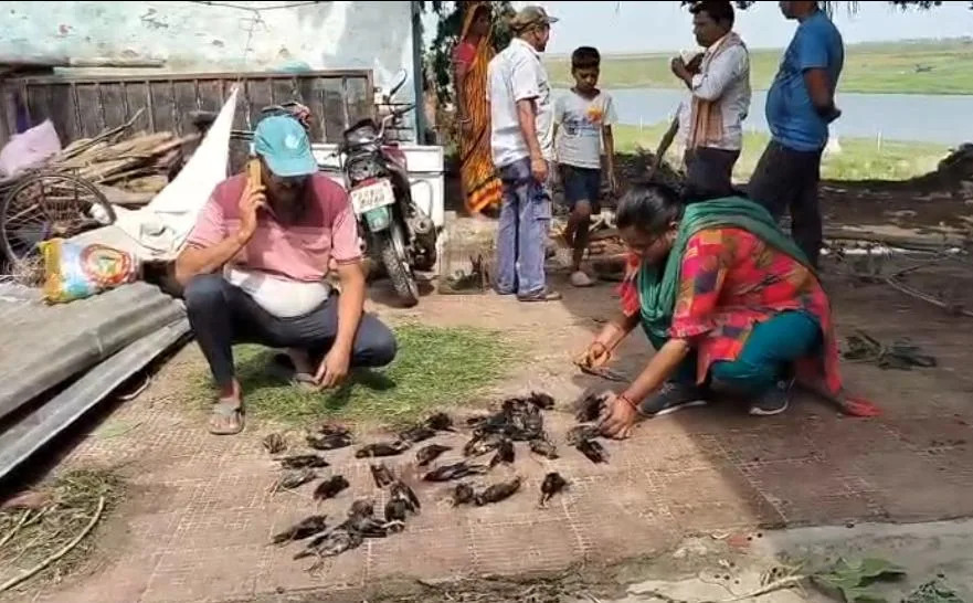 भागलपुर में भीषण आंधी-तूफान का कहर, हजारों पक्षियों की मौत से पर्यावरणविद चिंतित