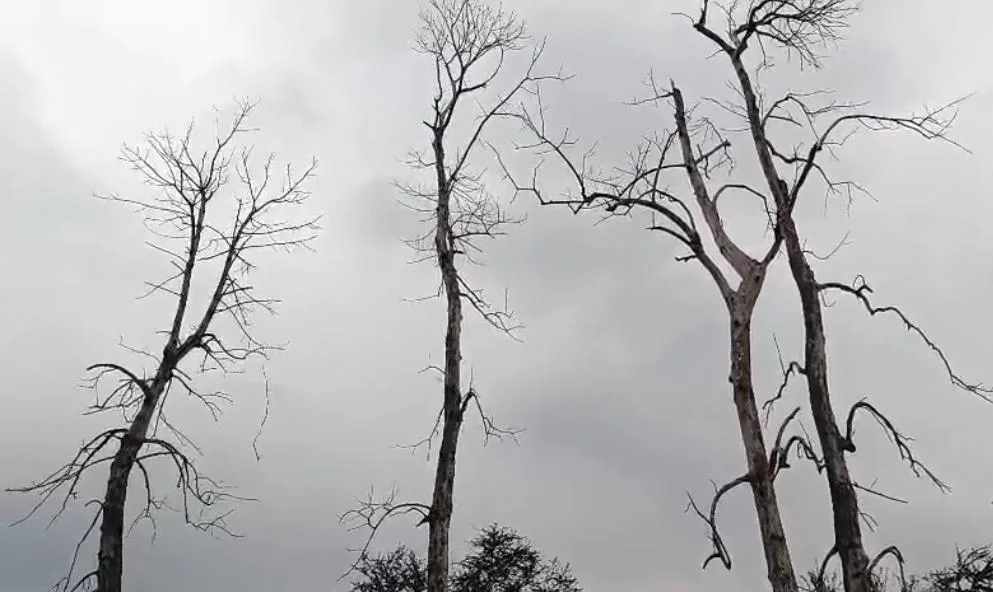 भागलपुर में खतरनाक पेड़ों पर चलेगा प्रशासन का अभियान: तीन दिनों में हटाए जाएंगे सूखे और जर्जर वृक्ष, डीएम ने दिए सख्त निर्देश