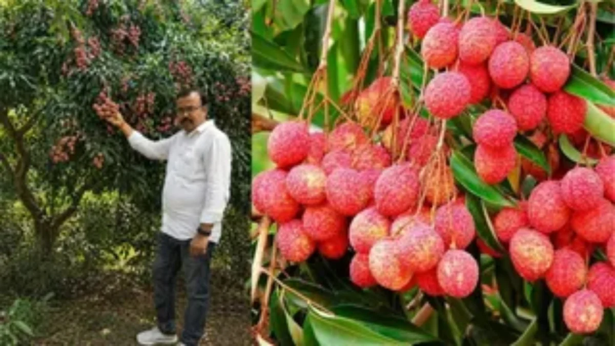 नवगछिया की मनराजी लीची ने बढ़ाई किसानों की उम्मीद, देश-विदेश से उमड़े खरीदार, कम पैदावार के बावजूद रिकॉर्ड मांग 1 नवगछिया की मनराजी लीची ने बढ़ाई किसानों की उम्मीद, देश-विदेश से उमड़े खरीदार, कम पैदावार के बावजूद रिकॉर्ड मांग