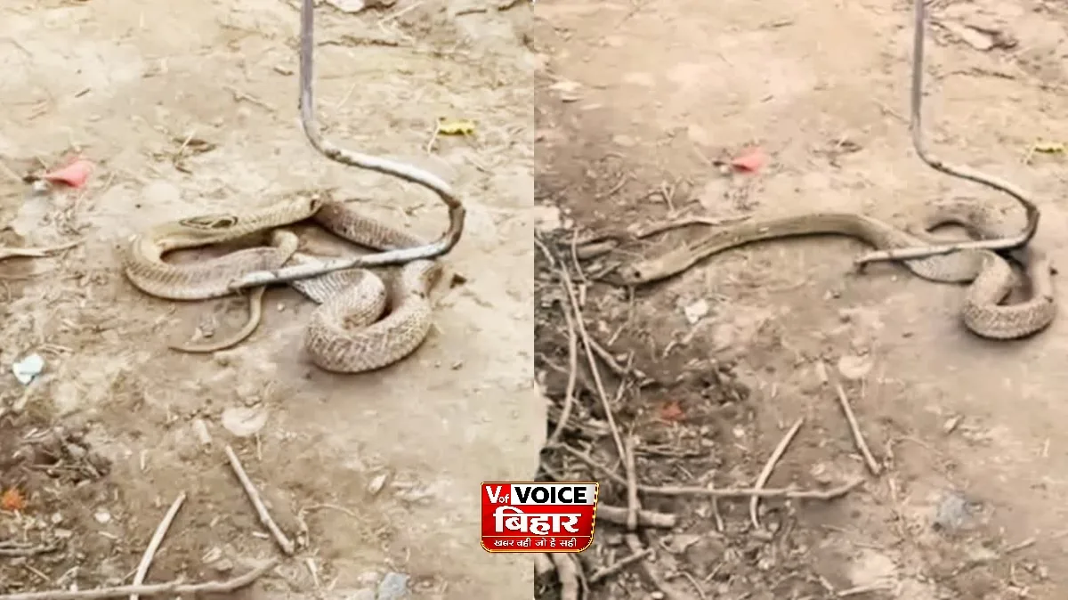 एक ही परिवार पर टूटा दुखों का पहाड़, ब्लैक कोबरा के डसने से चाचा-भतीजी की दो दिनों में मौत
