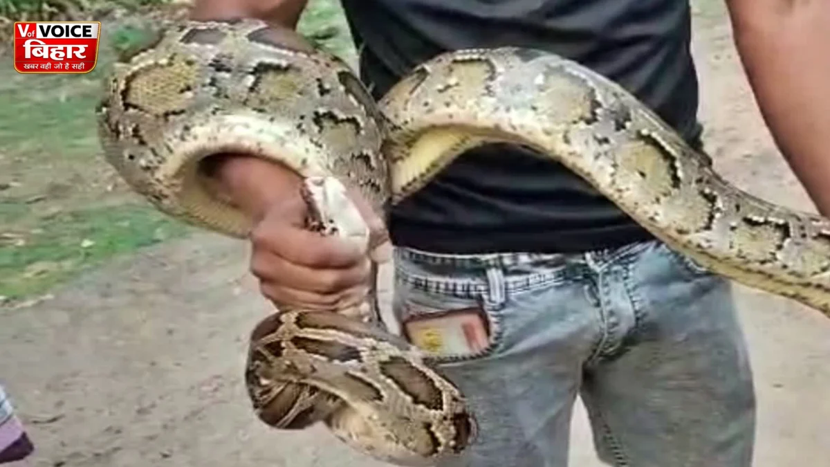VTR से सटे गंडक कॉलोनी में दहशत: बेडरूम में घुसा विशालकाय अजगर, बिल्ली के दो बच्चों को निगला, वन विभाग ने किया रेस्क्यू