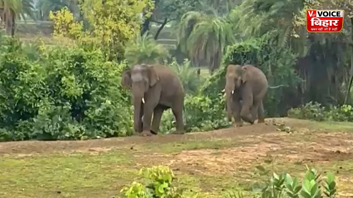 गया में झारखंड से भटककर पहुंचे दो जंगली हाथियों से दहशत, रिहायशी इलाकों में घूम रहे गजराज; वन विभाग ने जारी किया अलर्ट