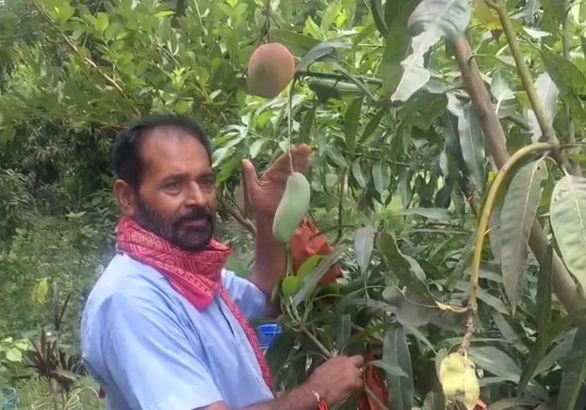 भागलपुर के ‘मैंगो मैन’ का नया कमाल, एक ही पेड़ पर उग रहे 52 किस्म के आम; वैज्ञानिक भी हुए प्रभावित