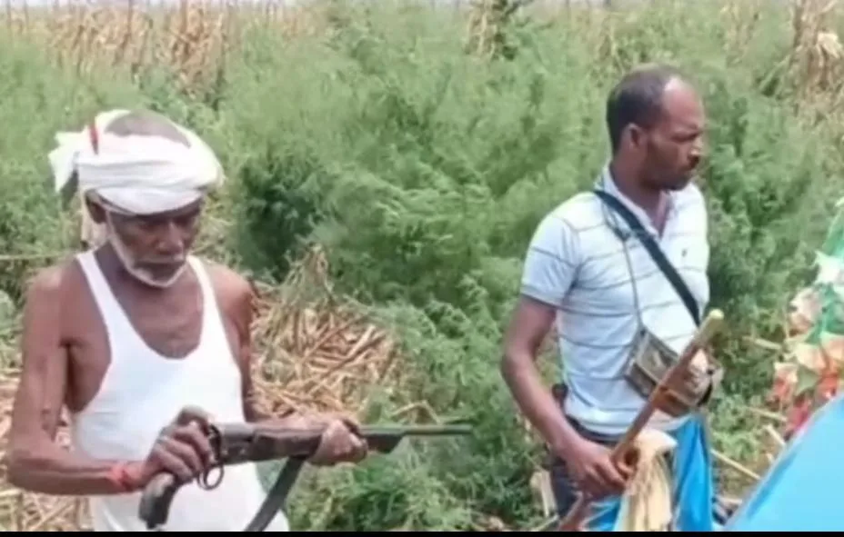 वायरल हथियारबंद वीडियो को लेकर बड़ा खुलासा, नवगछिया नहीं बल्कि नाथनगर का निकला मामला; FIR दर्ज, एक आरोपी जेल भेजा गया