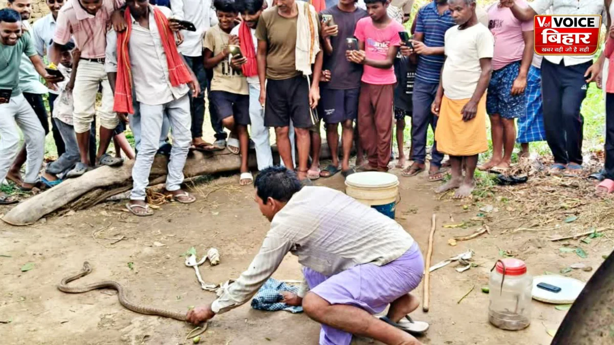 पटना के पुनपुन में फूस के मकान के नीचे मिला सांपों का बसेरा, खुदाई में निकले 40 कोबरा और सपोले
