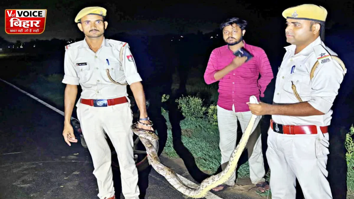 बांका में सड़क पर दिखा 15 फीट लंबा विशाल अजगर, मची अफरा-तफरी; वन विभाग ने सुरक्षित रेस्क्यू कर जंगल में छोड़ा